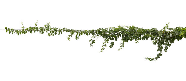 planta trepadeira de folhagem tropical, pendurar ivy verde isolado no fundo branco, caminho de recorte - ivy vine isolated leaf - fotografias e filmes do acervo