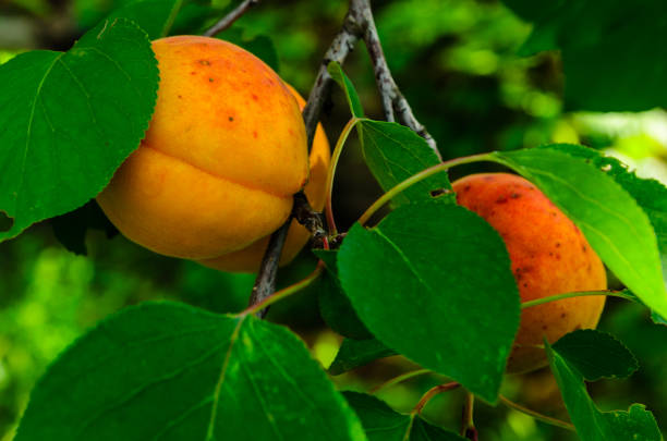 istock Ripe apricot fruits on branch 956997806