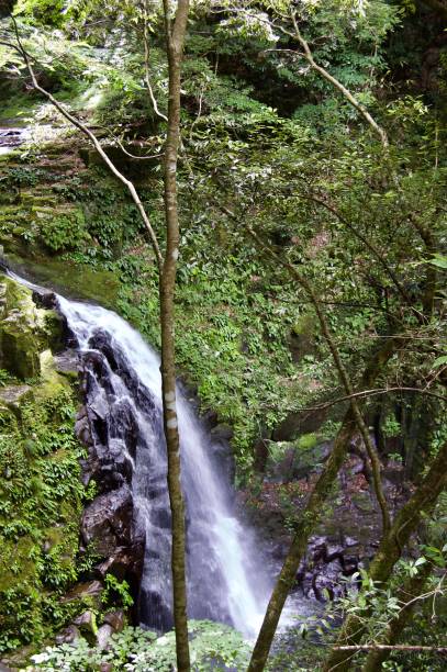 istock Akame 48 Waterfalls: Mysterious hiking trails, giant trees & moss covered rock formations, untouched nature, lush vegetation, cascading waterfalls & natural pools in rural Japan close to Osaka 956997982