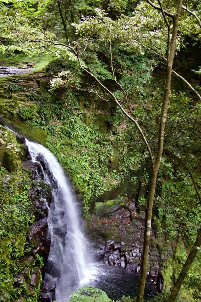 istock Akame 48 Waterfalls: Mysterious hiking trails, giant trees & moss covered rock formations, untouched nature, lush vegetation, cascading waterfalls & natural pools in rural Japan close to Osaka 956997986