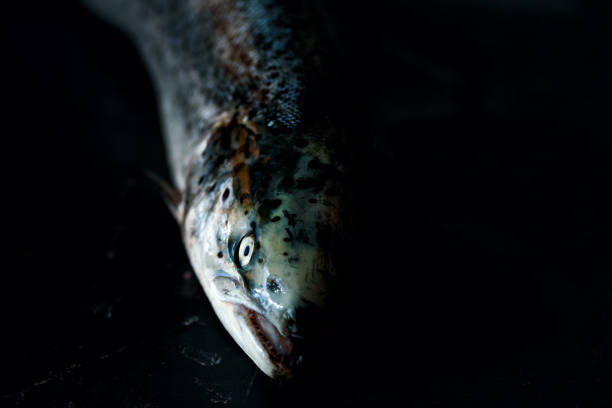 istock Fresh salmon fish dark black concrete background prepared for filing. Copy space, top view 957001226