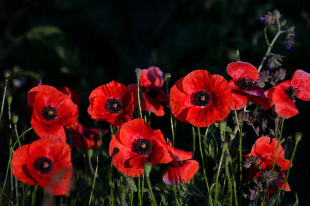 istock Beautiful Red poppies in field 957001492