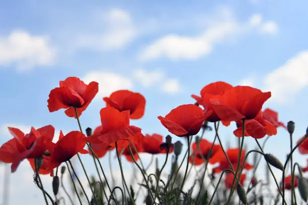 Beautiful Red poppies in field, symbol of Anzac day and Remembrance day