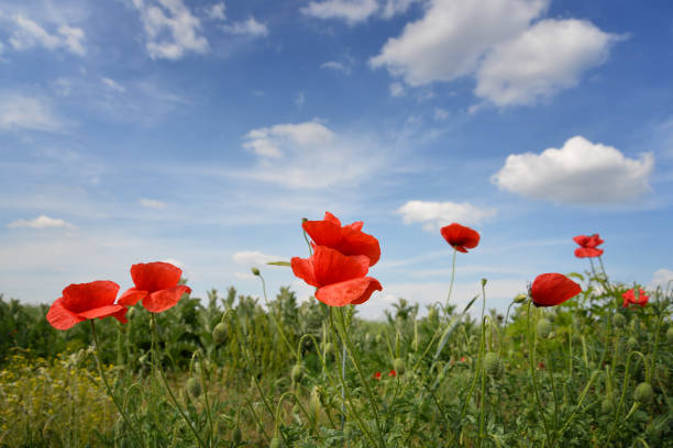 Beautiful Red poppies in field, symbol of Anzac day and Remembrance day