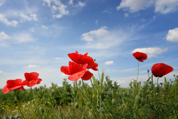 istock Beautiful Red poppies in field 957001834