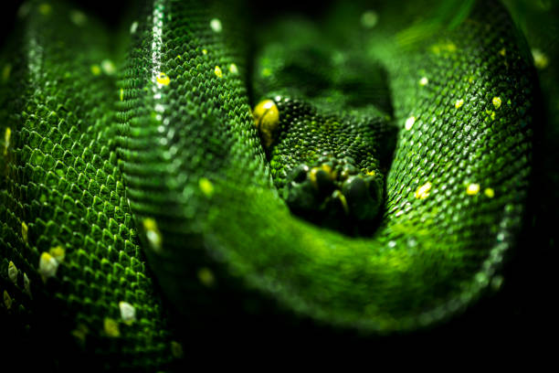 pitone albero verde a riposo - green tree python foto e immagini stock
