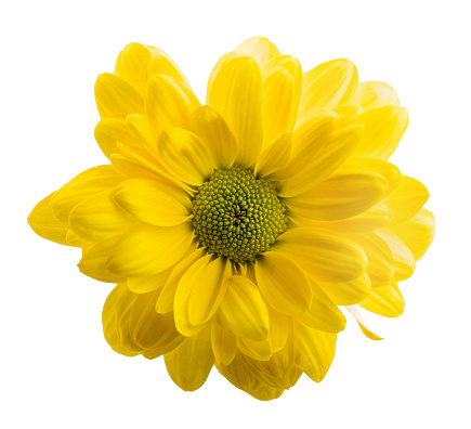 Fresh daisy, camomile, marguerite isolated on white background with clipping path