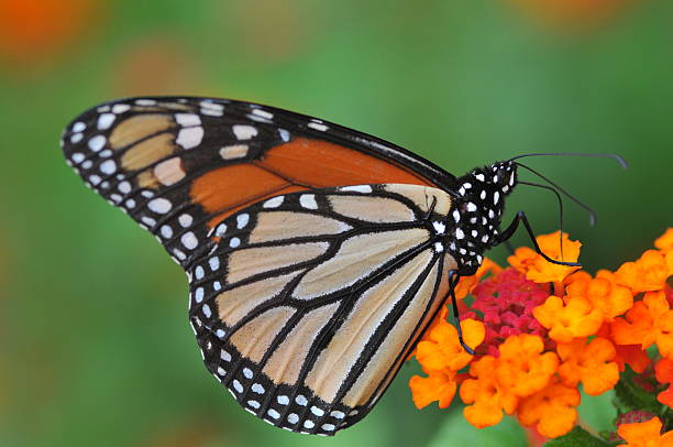 Monarch butterfly feeding stock photo