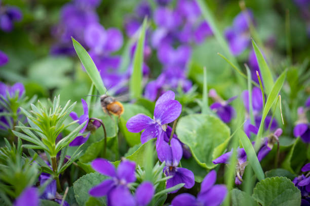The bee is flying over the violet flowers. Background