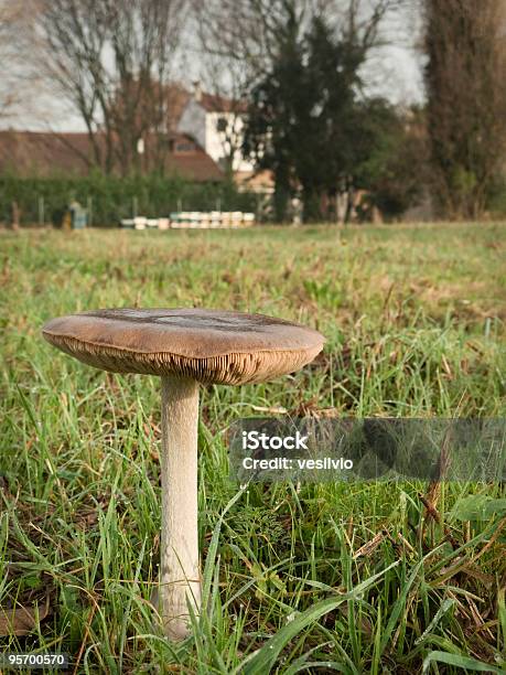 Foto de Campo Outonal e mais fotos de stock de Botânica - Assunto - Botânica - Assunto, Campo, Cena Não-urbana