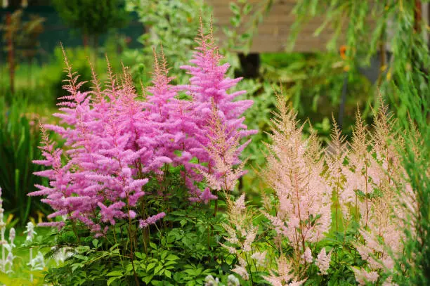 colorful blooming pink astilbe in summer garden in mixed border