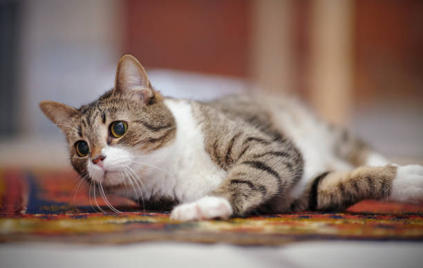 istock Striped cat with white paws, lies on a carpet. 957005970