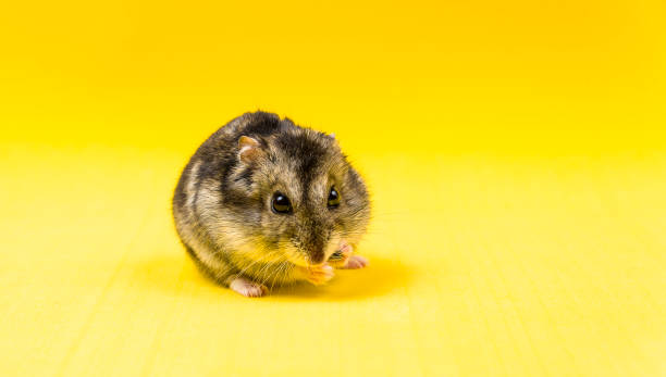 istock Hamster gray Siberian on a yellow background. eats 957006002