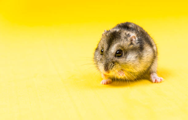 istock Hamster gray Siberian on a yellow background. eats 957006134