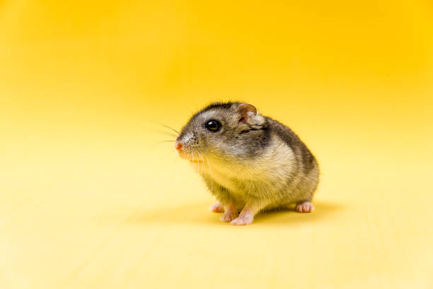 Hamster gray Siberian on a yellow background. eats Hamster gray Siberian on a yellow background. roborovski hamster stock pictures, royalty-free photos & images