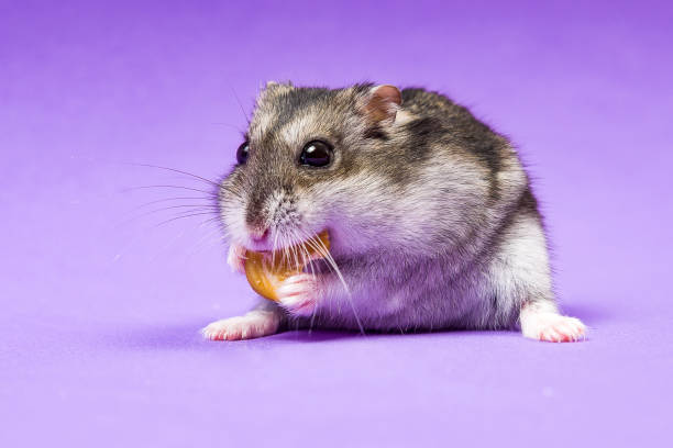 Hamster gray Siberian on a Lilac Blue background. eats Hamster gray Siberian on a Lilac Blue background roborovski hamster stock pictures, royalty-free photos & images