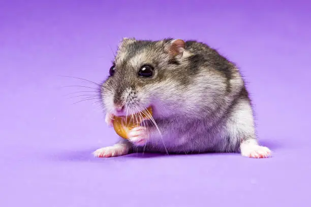 Hamster gray Siberian on a Lilac Blue background