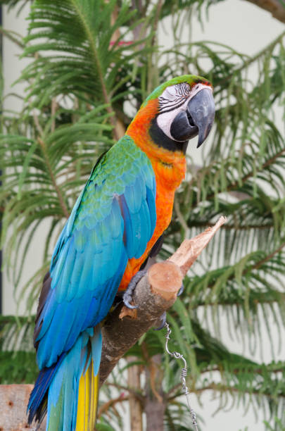 istock blue-and-yellow macaws (ara ararauna) perched in the jungle. 957008870