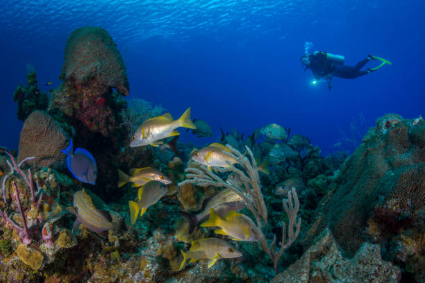 istock Caribbean marine life and female diver 957009530
