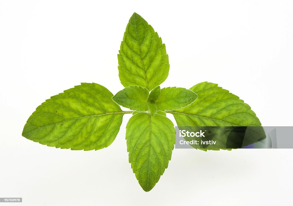 Herb - Lizenzfrei Aromatherapie Stock-Foto
