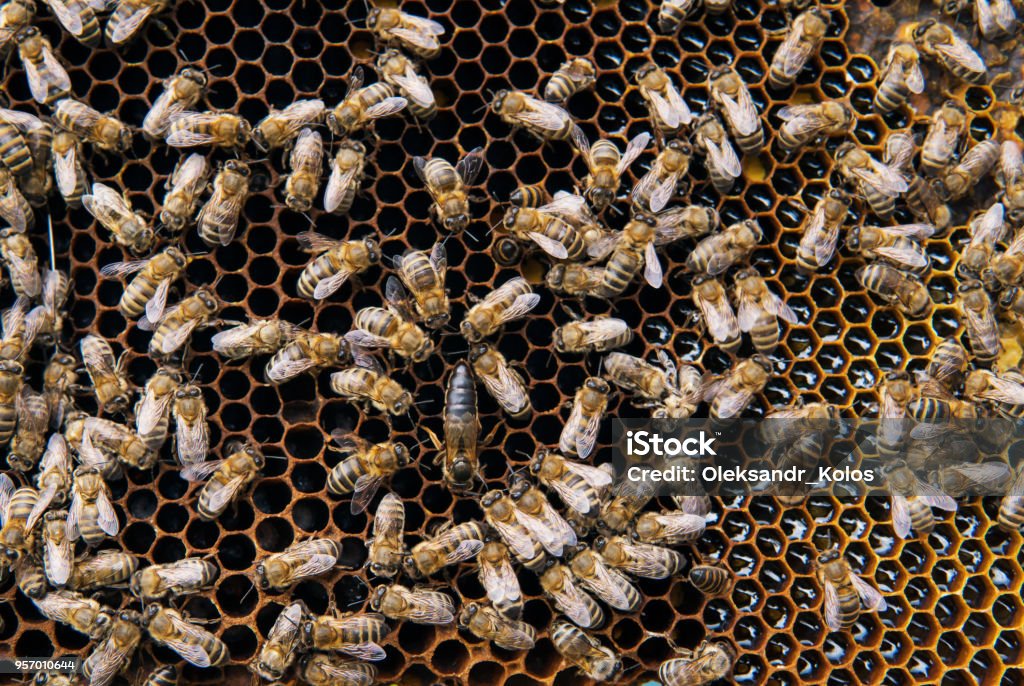 bees on honeycomb with bee uterus bees on honeycomb with bee uterus. Queen bee in the center. Honey Bee Stock Photo
