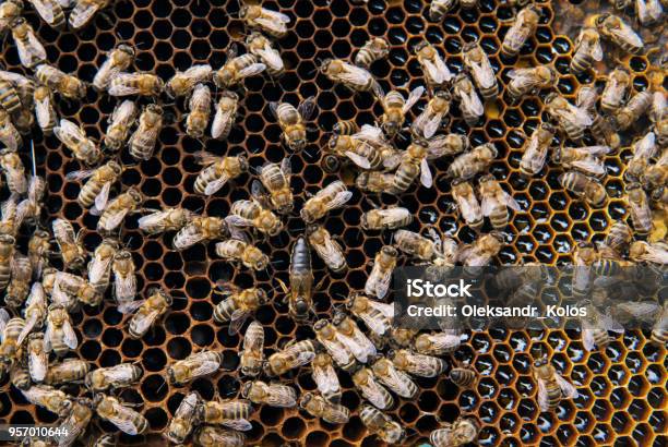 Bees On Honeycomb With Bee Uterus Stock Photo - Download Image Now - Honey Bee, Adult, Africanized Killer Bee