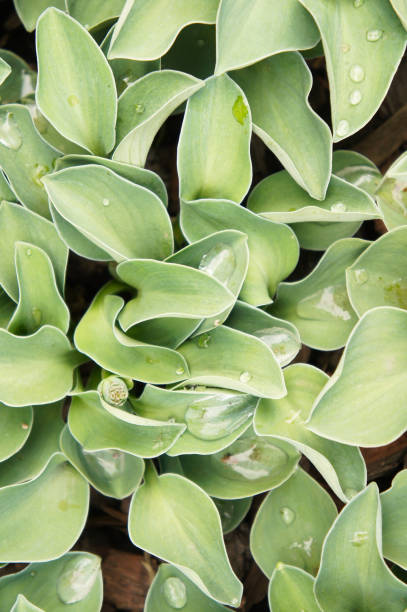 istock Hosta blue mouse ears green plant background 957010726
