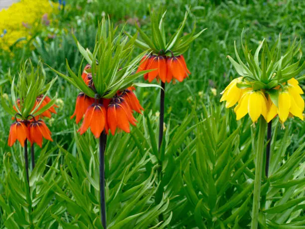 Fritillaria imperialis or crown imperial red and yellow flowers with green