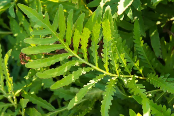 Onoclea sensibilis or bead fern green leaves