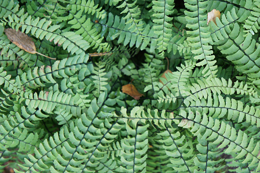 Adiantum pedatum northern maidenhair fern or five-fingered fern green plant close up