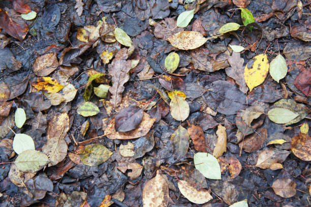 istock Autumn wet leaves on ground 957011538