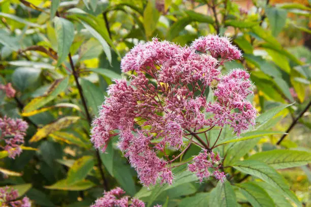 Eutrochium purpureum or kidney-root or sweetscented joe pye weed or gravel root or trumpet weed purple flowers with green