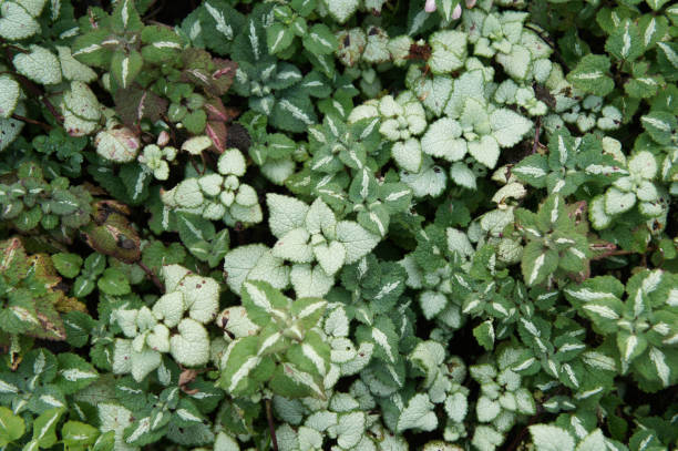 Lamium maculatum or spotted deadnettle green and white plant