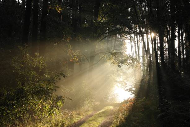 istock Country road through the forest 957011690