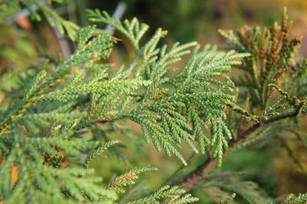 thujopsis dolabrata или хиба арборвитаэ туя зеленое растение - eastern arborvitae стоковые фото и изображения