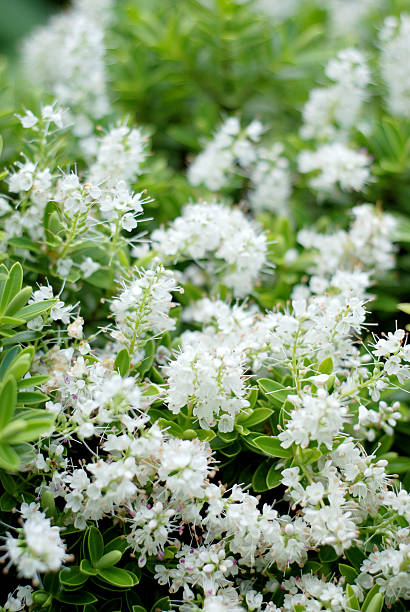 White flowers (Cotoneaster) defocus White flowers defocus (Cotoneaster). cotoneaster stock pictures, royalty-free photos & images