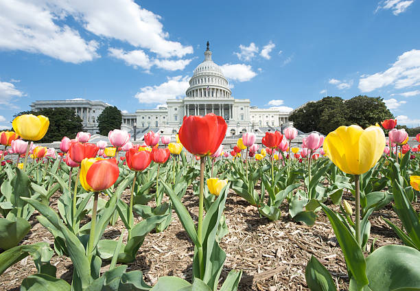 istock U.S. Capitol Wide Angle Landscape with Tulips 95701281