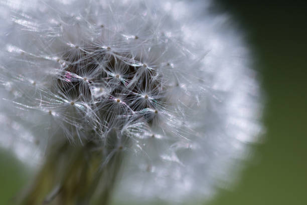 istock close up of dandelion seed head 957014806