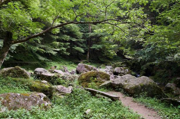 Akame 48 Waterfalls: Mysterious hiking trail through giant trees, giant mossy rock formations, untouched nature with a wooden bench and lush vegetation leading to cascading waterfalls in rural Japan Asia akame shijyuhachi stock pictures, royalty-free photos & images
