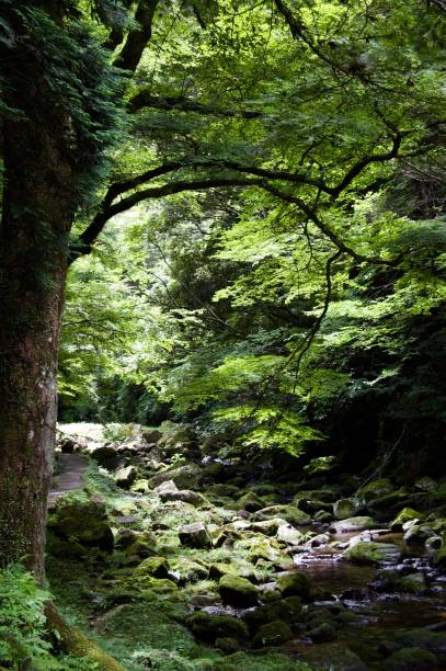 Akame 48 Waterfalls: Mysterious hiking trails, giant trees & moss covered rock formations, untouched nature, lush vegetation, cascading waterfalls & natural pools in rural Japan close to Osaka Asia akame shijyuhachi stock pictures, royalty-free photos & images