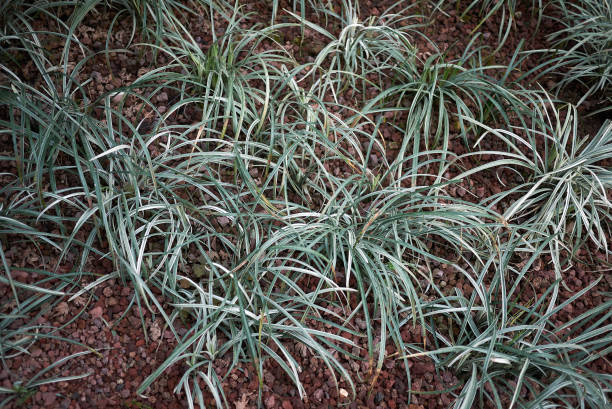istock Carex everest in a garden 957019440