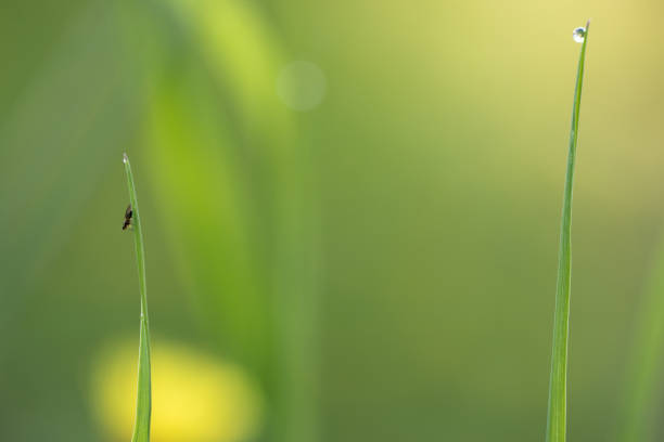 istock macro close up of green grass with dew water drop 957022600