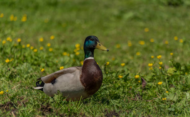 istock Female and male ducks on spring meadow 957023264