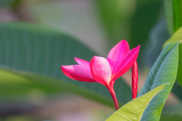 pink frangipani or plumeria flower  is blooming flowers on blurry background. - frangipannis imagens e fotografias de stock