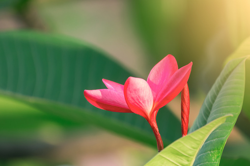 Pink frangipani or plumeria flower  is blooming flowers on blurry background.