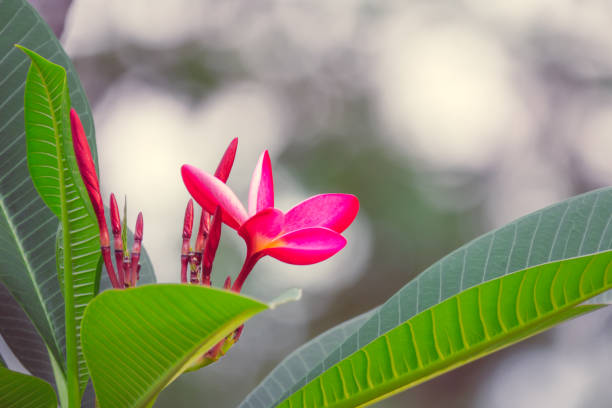 pink frangipani or plumeria flower  is blooming flowers on blurry background. - frangipannis imagens e fotografias de stock