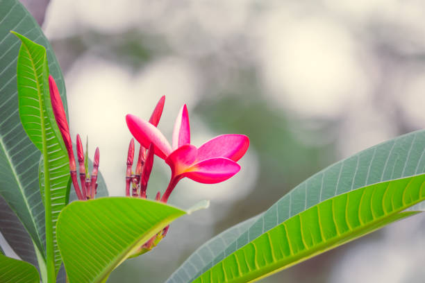 pink frangipani or plumeria flower  is blooming flowers on blurry background. - frangipannis imagens e fotografias de stock