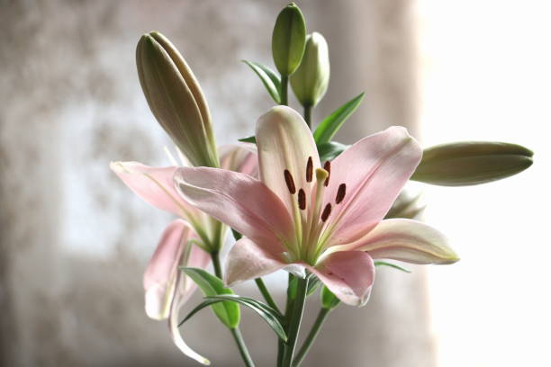 istock Pink Lilly flower and Lilly Buds with pollen stems 957023544