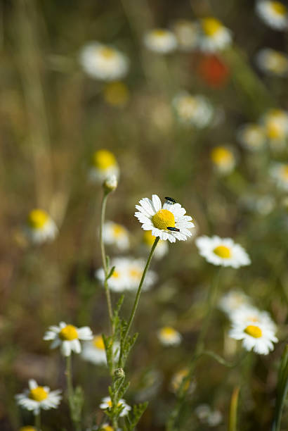 Flower field stock photo