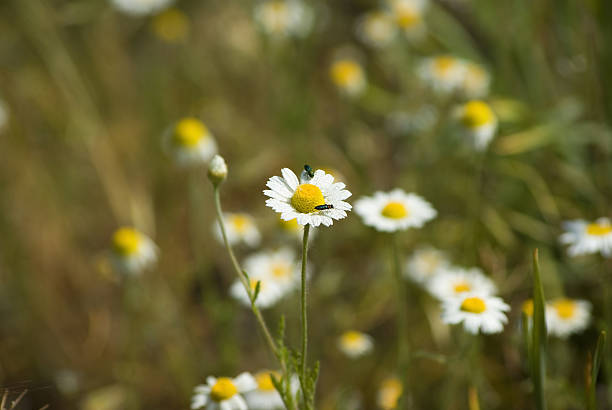 White flower field stock photo